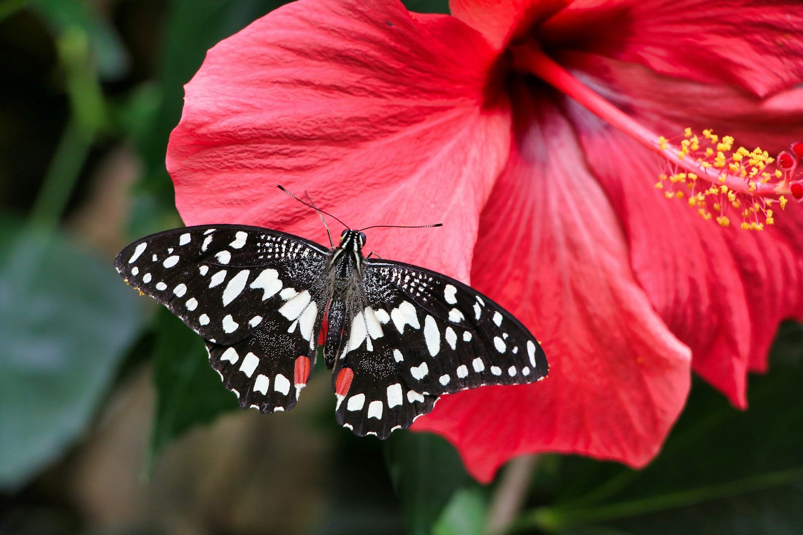 Red hibiscus flower in full bloom with a butterfly gently resting on its petals, symbolizing natural beauty and summer renewal.